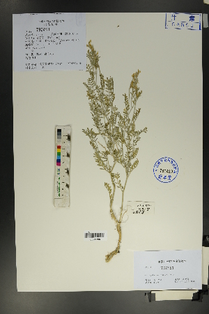  ( - Ge01756)  @11 [ ] CreativeCommons  Attribution Non-Commercial Share-Alike  Unspecified Herbarium of South China Botanical Garden