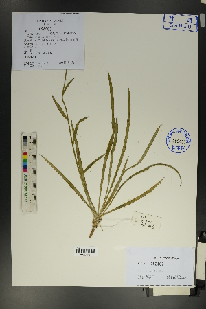  (Scorzonera mongolica - Ge01762)  @11 [ ] CreativeCommons  Attribution Non-Commercial Share-Alike  Unspecified Herbarium of South China Botanical Garden