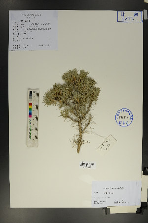  (Caragana tibetica - Ge01765)  @11 [ ] CreativeCommons  Attribution Non-Commercial Share-Alike  Unspecified Herbarium of South China Botanical Garden