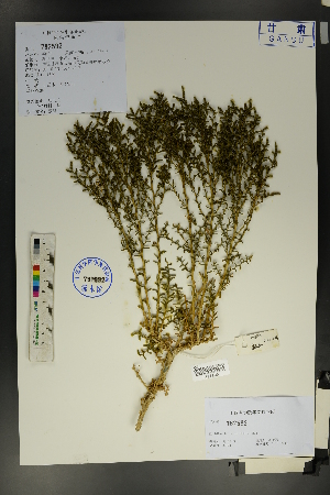  (Kalidium foliatum - Ge01771)  @11 [ ] CreativeCommons  Attribution Non-Commercial Share-Alike  Unspecified Herbarium of South China Botanical Garden