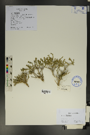  ( - Ge01780)  @11 [ ] CreativeCommons  Attribution Non-Commercial Share-Alike  Unspecified Herbarium of South China Botanical Garden