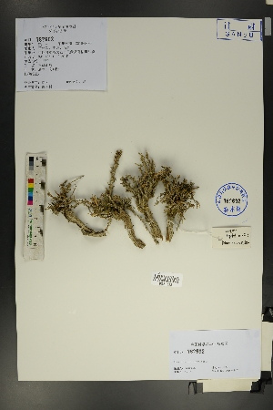  (Potaninia mongolica - Ge01781)  @11 [ ] CreativeCommons  Attribution Non-Commercial Share-Alike  Unspecified Herbarium of South China Botanical Garden