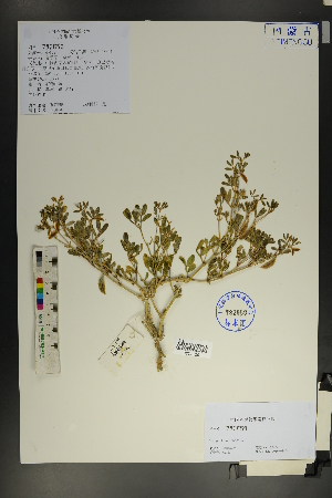  ( - Ge01788)  @11 [ ] CreativeCommons  Attribution Non-Commercial Share-Alike  Unspecified Herbarium of South China Botanical Garden