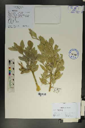  ( - Ge01798)  @11 [ ] CreativeCommons  Attribution Non-Commercial Share-Alike  Unspecified Herbarium of South China Botanical Garden