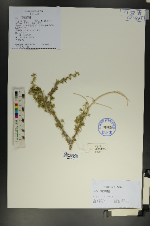  (Caragana - Ge01802)  @11 [ ] CreativeCommons  Attribution Non-Commercial Share-Alike  Unspecified Herbarium of South China Botanical Garden