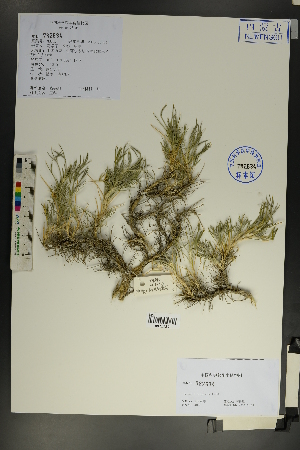  (Oxytropis aciphylla - Ge01808)  @11 [ ] CreativeCommons  Attribution Non-Commercial Share-Alike  Unspecified Herbarium of South China Botanical Garden