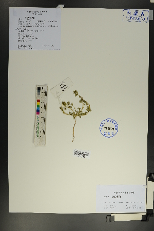  ( - Ge01813)  @11 [ ] CreativeCommons  Attribution Non-Commercial Share-Alike  Unspecified Herbarium of South China Botanical Garden