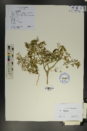  ( - Ge01815)  @11 [ ] CreativeCommons  Attribution Non-Commercial Share-Alike  Unspecified Herbarium of South China Botanical Garden