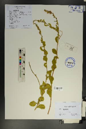  ( - Ge01825)  @11 [ ] CreativeCommons  Attribution Non-Commercial Share-Alike  Unspecified Herbarium of South China Botanical Garden