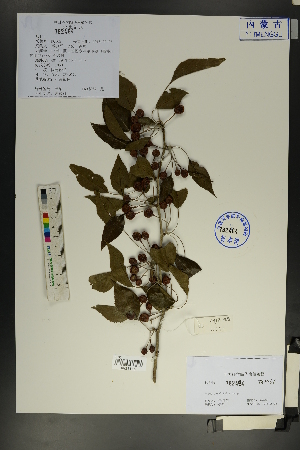  (Pyrus betulifolia - Ge01831)  @11 [ ] CreativeCommons  Attribution Non-Commercial Share-Alike  Unspecified Herbarium of South China Botanical Garden