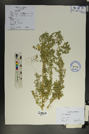  ( - Ge01835)  @11 [ ] CreativeCommons  Attribution Non-Commercial Share-Alike  Unspecified Herbarium of South China Botanical Garden