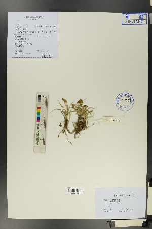 ( - Ge01065)  @11 [ ] CreativeCommons  Attribution Non-Commercial Share-Alike  Unspecified Herbarium of South China Botanical Garden
