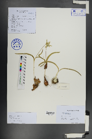  (Tulipa dasystemon - Ge01066)  @11 [ ] CreativeCommons  Attribution Non-Commercial Share-Alike  Unspecified Herbarium of South China Botanical Garden