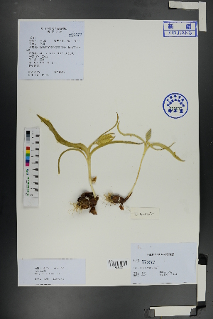  ( - Ge01080)  @11 [ ] CreativeCommons  Attribution Non-Commercial Share-Alike  Unspecified Herbarium of South China Botanical Garden