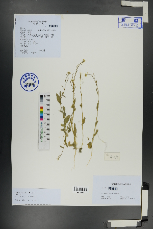  (Olimarabidopsis pumila - Ge01090)  @11 [ ] CreativeCommons  Attribution Non-Commercial Share-Alike  Unspecified Herbarium of South China Botanical Garden