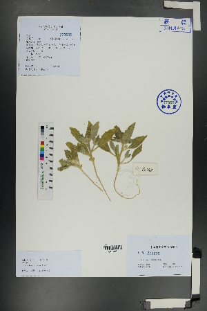  (Cithareloma - Ge01100)  @11 [ ] CreativeCommons  Attribution Non-Commercial Share-Alike  Unspecified Herbarium of South China Botanical Garden