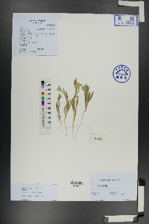  (Lachnoloma - Ge01101)  @11 [ ] CreativeCommons  Attribution Non-Commercial Share-Alike  Unspecified Herbarium of South China Botanical Garden