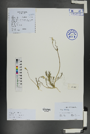  ( - Ge01104)  @11 [ ] CreativeCommons  Attribution Non-Commercial Share-Alike  Unspecified Herbarium of South China Botanical Garden