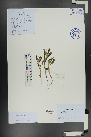  ( - Ge01107)  @11 [ ] CreativeCommons  Attribution Non-Commercial Share-Alike  Unspecified Herbarium of South China Botanical Garden