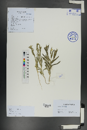  ( - Ge01110)  @11 [ ] CreativeCommons  Attribution Non-Commercial Share-Alike  Unspecified Herbarium of South China Botanical Garden