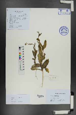  ( - Ge01116)  @11 [ ] CreativeCommons  Attribution Non-Commercial Share-Alike  Unspecified Herbarium of South China Botanical Garden