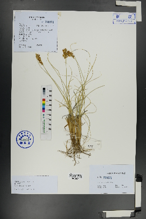  ( - Ge01117)  @11 [ ] CreativeCommons  Attribution Non-Commercial Share-Alike  Unspecified Herbarium of South China Botanical Garden
