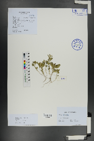  ( - Ge01118)  @11 [ ] CreativeCommons  Attribution Non-Commercial Share-Alike  Unspecified Herbarium of South China Botanical Garden