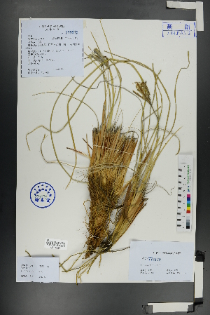  (Iris tenuifolia - Ge01119)  @11 [ ] CreativeCommons  Attribution Non-Commercial Share-Alike  Unspecified Herbarium of South China Botanical Garden