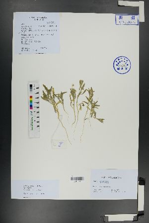  ( - Ge01123)  @11 [ ] CreativeCommons  Attribution Non-Commercial Share-Alike  Unspecified Herbarium of South China Botanical Garden