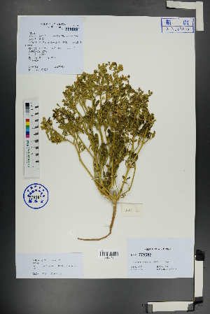  ( - Ge01125)  @11 [ ] CreativeCommons  Attribution Non-Commercial Share-Alike  Unspecified Herbarium of South China Botanical Garden