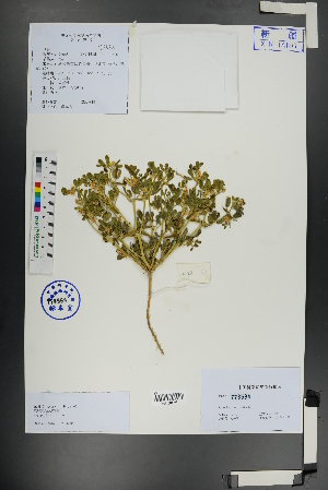  ( - Ge01126)  @11 [ ] CreativeCommons  Attribution Non-Commercial Share-Alike  Unspecified Herbarium of South China Botanical Garden