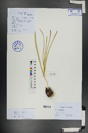  (Tulipa iliensis - Ge01133)  @11 [ ] CreativeCommons  Attribution Non-Commercial Share-Alike  Unspecified Herbarium of South China Botanical Garden