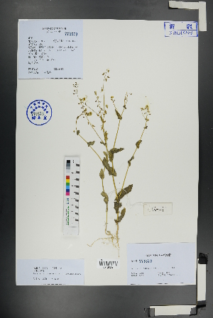  (Tauscheria lasiocarpa - Ge01135)  @11 [ ] CreativeCommons  Attribution Non-Commercial Share-Alike  Unspecified Herbarium of South China Botanical Garden