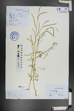  ( - Ge01144)  @11 [ ] CreativeCommons  Attribution Non-Commercial Share-Alike  Unspecified Herbarium of South China Botanical Garden