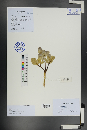  (Gymnospermium - Ge01146)  @11 [ ] CreativeCommons  Attribution Non-Commercial Share-Alike  Unspecified Herbarium of South China Botanical Garden