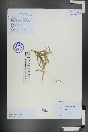  ( - Ge01154)  @11 [ ] CreativeCommons  Attribution Non-Commercial Share-Alike  Unspecified Herbarium of South China Botanical Garden