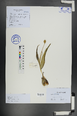  ( - Ge01156)  @11 [ ] CreativeCommons  Attribution Non-Commercial Share-Alike  Unspecified Herbarium of South China Botanical Garden