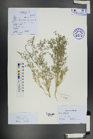  ( - Ge01159)  @11 [ ] CreativeCommons  Attribution Non-Commercial Share-Alike  Unspecified Herbarium of South China Botanical Garden