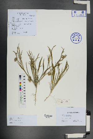  (Koelpinia - Ge01165)  @11 [ ] CreativeCommons  Attribution Non-Commercial Share-Alike  Unspecified Herbarium of South China Botanical Garden