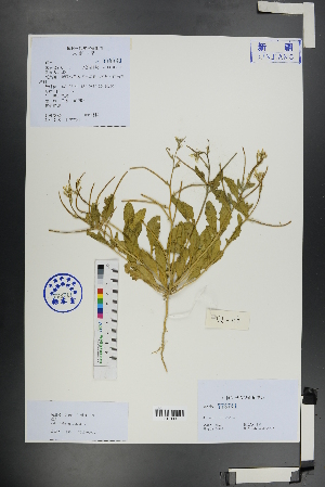  ( - Ge01166)  @11 [ ] CreativeCommons  Attribution Non-Commercial Share-Alike  Unspecified Herbarium of South China Botanical Garden