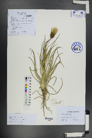  (Tragopogon kasahstanicus - Ge01167)  @11 [ ] CreativeCommons  Attribution Non-Commercial Share-Alike  Unspecified Herbarium of South China Botanical Garden