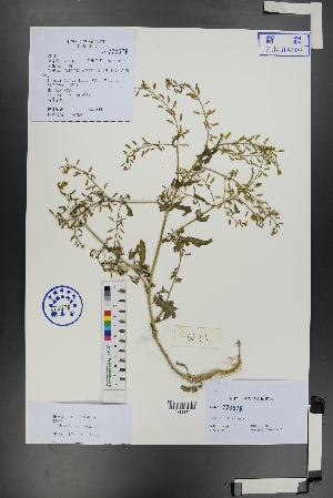  ( - Ge01174)  @11 [ ] CreativeCommons  Attribution Non-Commercial Share-Alike  Unspecified Herbarium of South China Botanical Garden