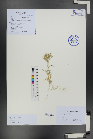  ( - Ge01177)  @11 [ ] CreativeCommons  Attribution Non-Commercial Share-Alike  Unspecified Herbarium of South China Botanical Garden