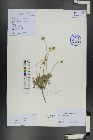  ( - Ge01184)  @11 [ ] CreativeCommons  Attribution Non-Commercial Share-Alike  Unspecified Herbarium of South China Botanical Garden