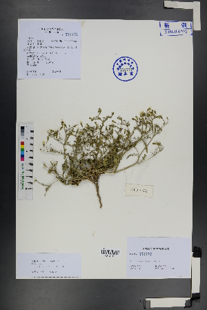  ( - Ge01190)  @11 [ ] CreativeCommons  Attribution Non-Commercial Share-Alike  Unspecified Herbarium of South China Botanical Garden