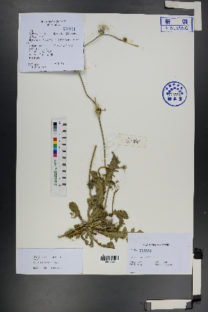  (Heteracia - Ge01198)  @11 [ ] CreativeCommons  Attribution Non-Commercial Share-Alike  Unspecified Herbarium of South China Botanical Garden