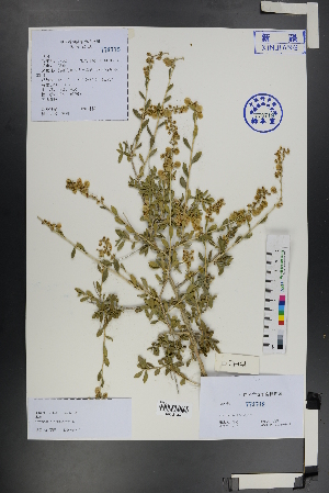  ( - Ge01199)  @11 [ ] CreativeCommons  Attribution Non-Commercial Share-Alike  Unspecified Herbarium of South China Botanical Garden