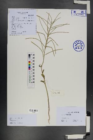  (Sisymbrium brassiciforme - Ge01201)  @11 [ ] CreativeCommons  Attribution Non-Commercial Share-Alike  Unspecified Herbarium of South China Botanical Garden