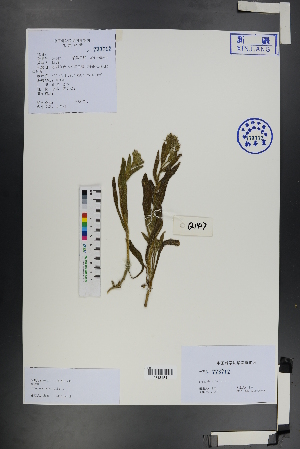  ( - Ge01205)  @11 [ ] CreativeCommons  Attribution Non-Commercial Share-Alike  Unspecified Herbarium of South China Botanical Garden