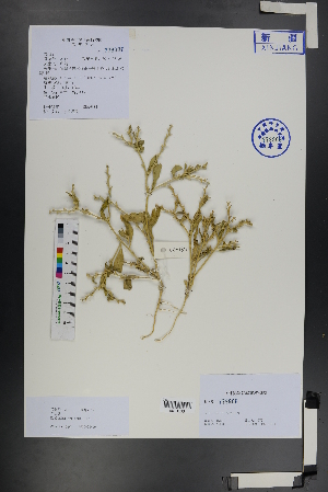  ( - Ge01209)  @11 [ ] CreativeCommons  Attribution Non-Commercial Share-Alike  Unspecified Herbarium of South China Botanical Garden